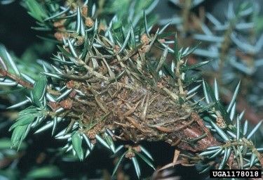 Damage caused by juniper webworm.