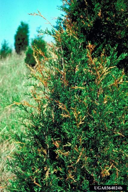 Tip dieback on red cedar caused by Phomopsis juniperivora.