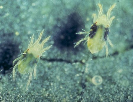 Deutonymph (left) and mature female (right) two-spotted spider mites.