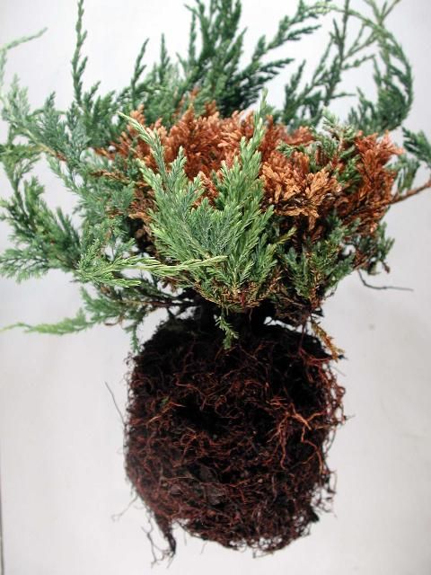 This juniper has Phytophthoraroot rot, resulting in branch dieback aboveground and in the center of the plant.