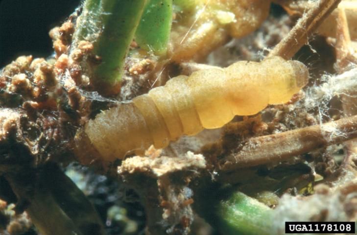 Pale juniper webworm larvae.