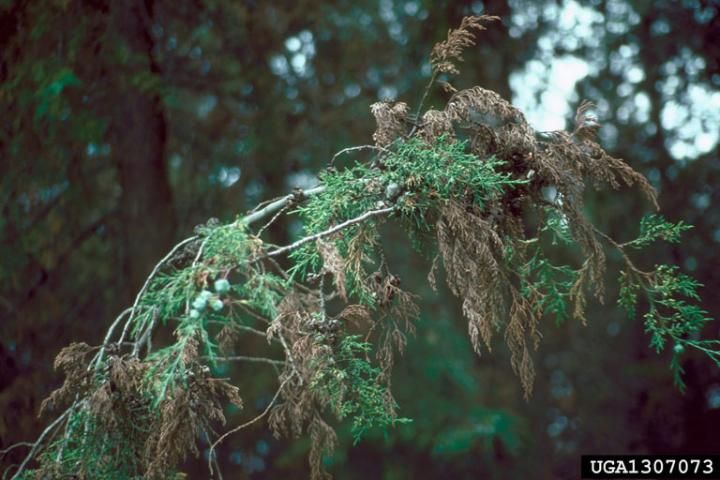 Juniperus procera with damage from shoot blight caused by fungus.