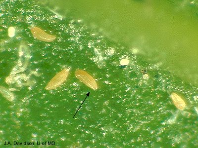 Eriophyid mites on a leaf.