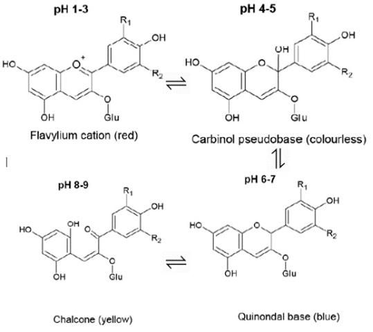Figure 2. The four main forms of anthocyanins at varying pH.