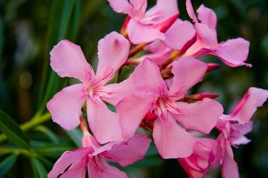 Figure 2. Oleander blooms in a bright pink color.