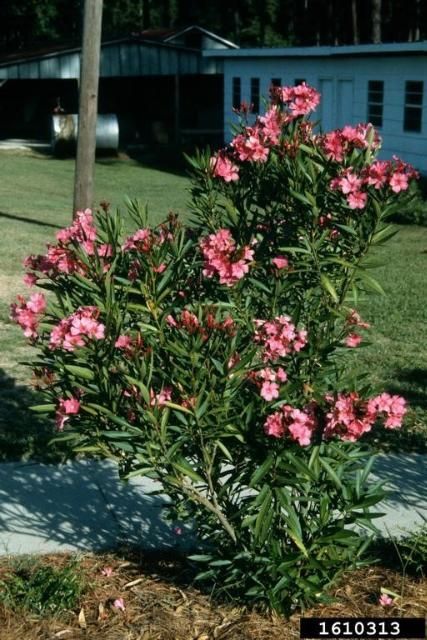 Figure 1. Oleander bushes are common in the landscape.