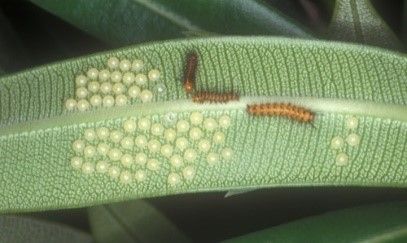 Figure 6. Oleander caterpillar egg clusters and larvae.