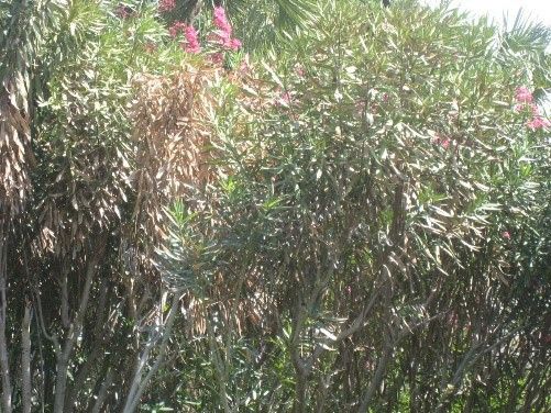 Figure 11. Oleander leaf scorch spread to the canopy.