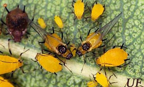Figure 3. Alata and nymphs of the oleander aphid.