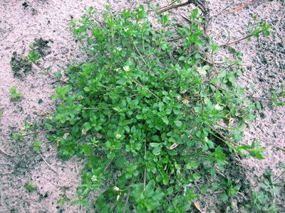 Figure 1. Stellaria media plant. Note the mat-forming branches.