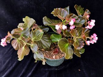 Figure 2. 'Lady Francis' fibrous-rooted begonias in bloom.