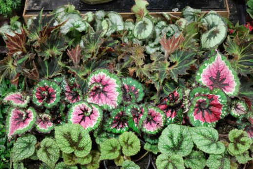 Figure 1. Begonias in a raised bed. Note the various colors, textures, and leaf shapes.