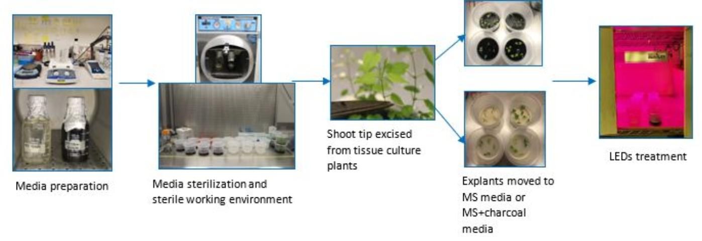 Figure 2. Workflow for testing hop growth and development under LED light in vitro.