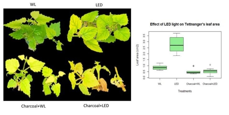 Figure 4. Tettnanger propagated in vitro under LED light have the largest leaf area.