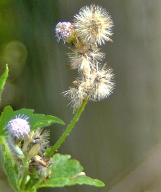 Pappus with seeds of Praxelis clematidea.