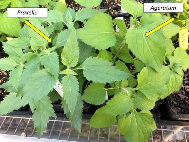 Differences between praxelis and ageratum leaves.