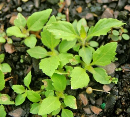 Praxelis clematidea seedlings.
