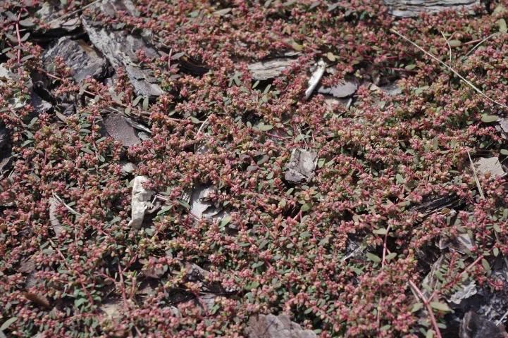 Figure 5. Spotted spurge growing in a thin layer of pine bark mulch.