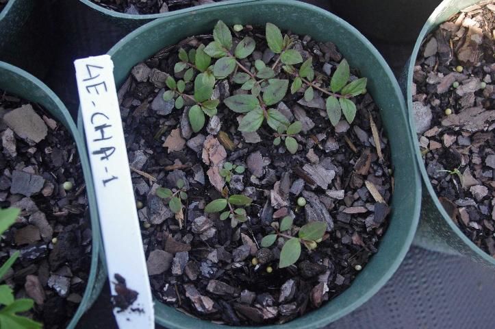 Figure 3. Young garden spurge seedlings, approximately 2 weeks after germination.