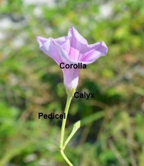 Figure 6. Flowers are upright, funnel-shaped, pink to lavender to reddish purple.