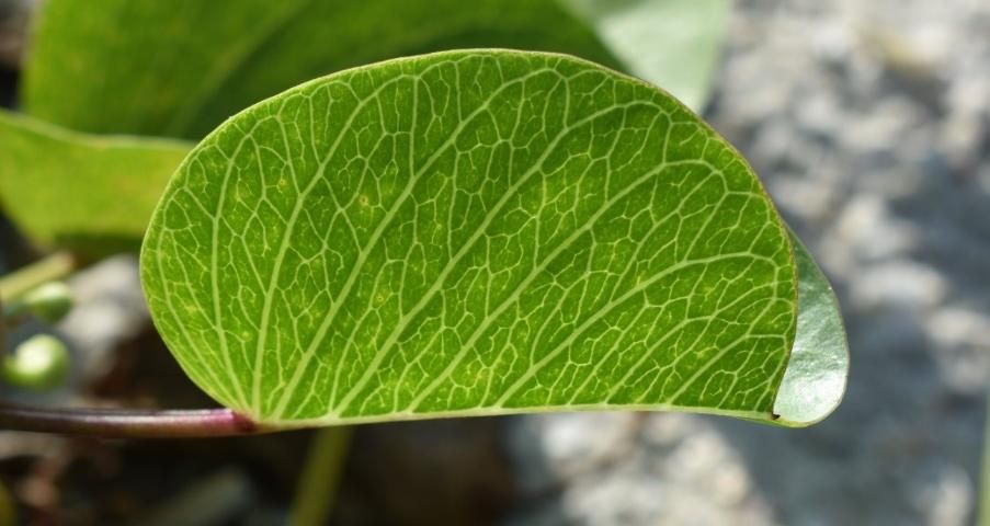 Figure 4. The veins are pinnate and reticulate (net-like), often more noticeable on the leaf undersides.