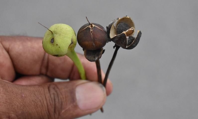 Figure 8. Immature fruit are green, turning brown and splitting into four valves at maturity.