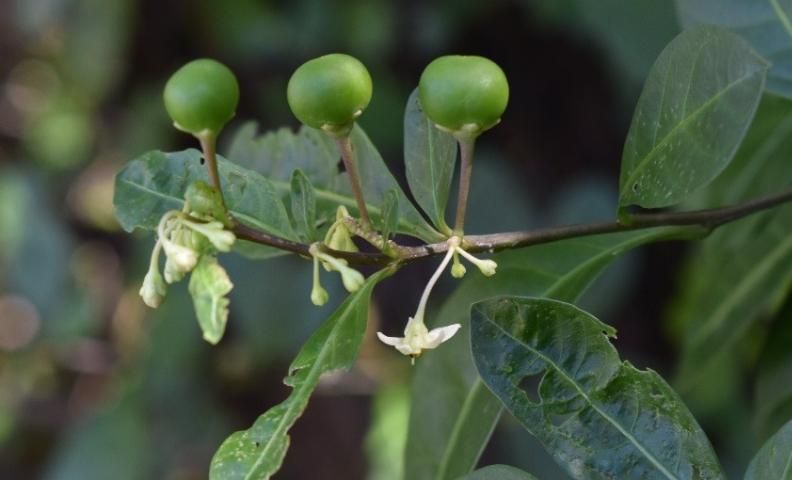 Figure 10. Drooping flowers and upright fruit appear together on the same inflorescence.