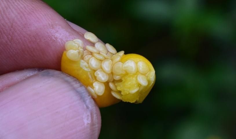 Figure 13. Mature bright orange berry and small, kidney-shaped seeds.