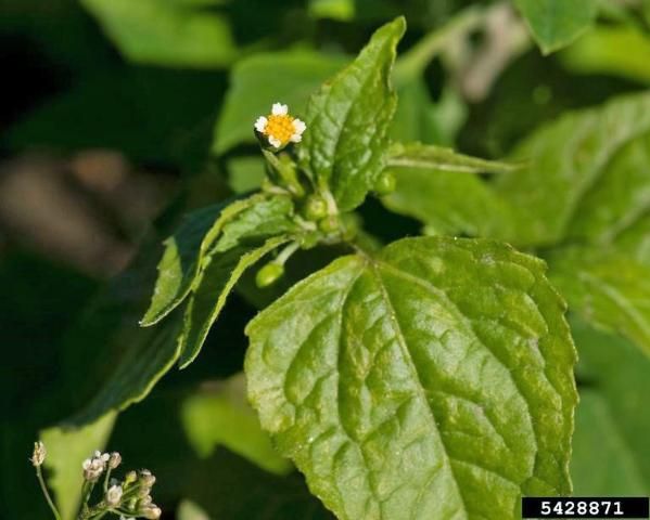 Figure 5. Galinsoga parviflora (small-flower galinsoga) is a closely related species to G. quadriradiata but is often less pubescent (hairy).