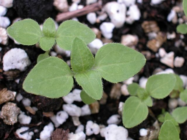 Figure 2. Galinsoga (Galinsoga quadriradiata) seedlings.