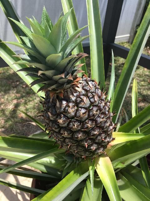 Figure 1. Pineapples are a versatile edible landscape choice in parts of Florida with milder winters. Plant them in the ground or in containers.