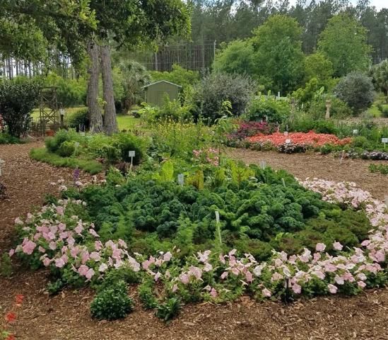 Figure 5. Mulch adds visual appeal to the edible landscape while also providing many benefits to the plants.