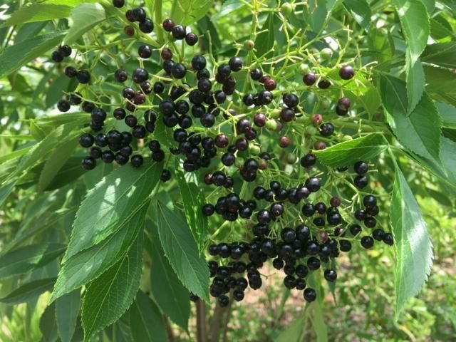 Figure 10. Plant native edibles, such as elderberries, that do not require fertilizer or irrigation in areas adjacent to the waterfront.