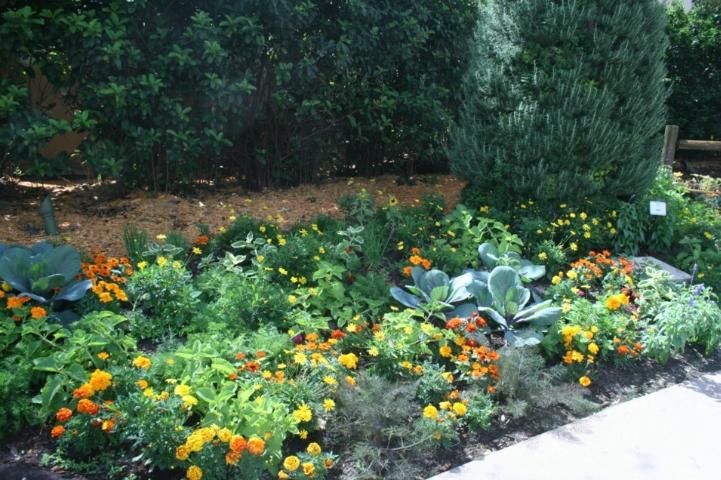 Figure 7. Integrating flowers and herbs with your edible plants can provide food for beneficial insects that eat pests.