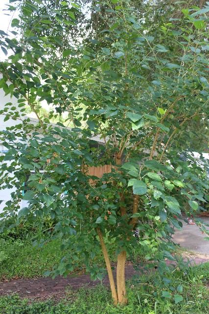 Figure 6. 'Dwarf Everbearing' mulberry is a hardy, low-maintenance tree that stays small with minor pruning and provides sweet fruits for humans and wildlife.