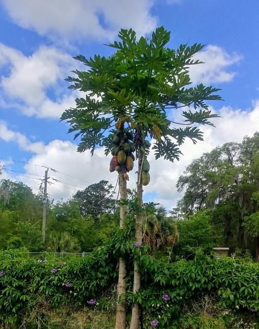 Figure 11. Papaya and passionfruit growing along the edge of a community garden.