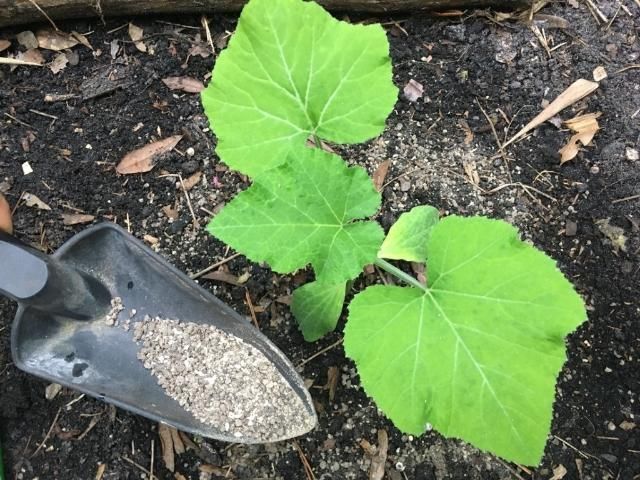 Figure 4. Apply fertilizer around the base of vegetables and fruit trees, extending to the drip line.