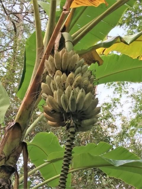 Figure 2. Bananas thrive in moist, rich soils and can be planted within the understory of mature trees.