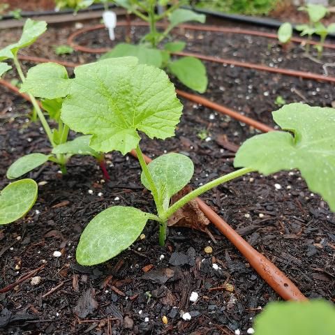 Figure 3. Drip or microirrigation are good choices for watering your edible crops efficiently.