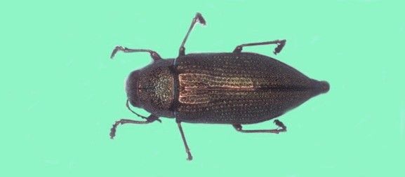 Figure 2. This metallic wood borer beetle is a common oak pest.