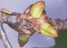 Figure 4. Mature spine-bearing potato gall caused by the gall wasp, Callirhytis quercusclaviger (Ashmead), looks like strange buds.