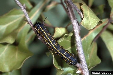 Figure 3. An orangestriped oakworm (Anisota senatoria) caterpillar on oak. This species can be a nuisance pest in residential neighborhoods, defoliating laurel and water oaks and depositing frass in and around swimming pools.