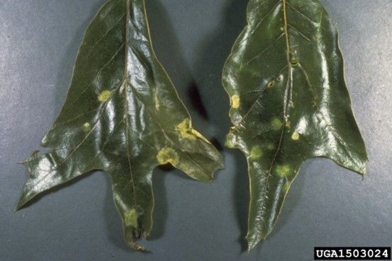 Figure 8. Oak leaf blister spots on southern red oak leaves.
