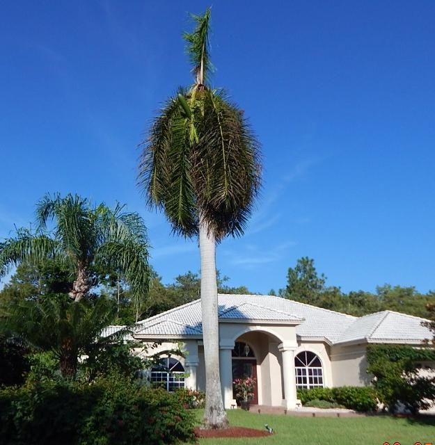 Figure 1. Typical initial symptom of a lightning struck royal palm. Leaves are still green but have collapsed against the trunk; meanwhile, the spear leaf remains upright.