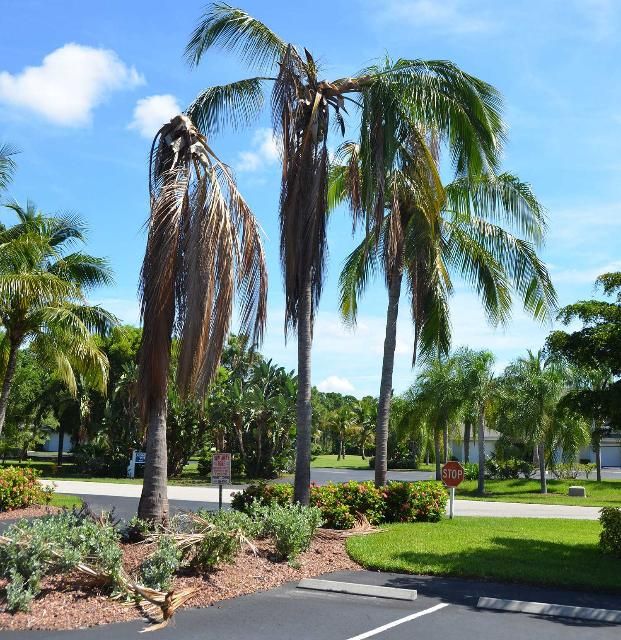 Figure 16. Several palms can be killed by a single strike. The one directly struck is usually the first to die. Notice the dead understory plants under the coconut palms most affected.