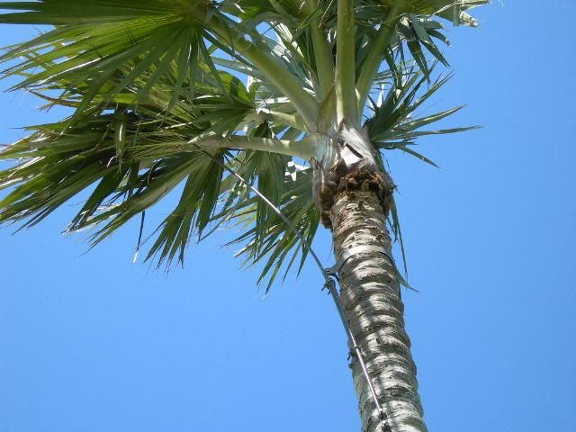 Figure 17. Lightning protection installed on a yellow latania palm.