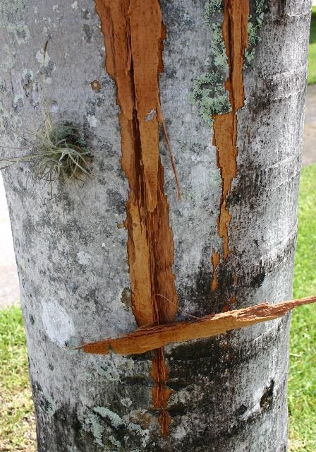 Figure 9. Vertical gash on the trunk of a royal palm.