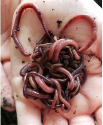 Figure 8. Red wiggler composting worms, Eisenia fetida. Red wigglers can eat over half their body weight in food a day, and their population doubles every 90 days!