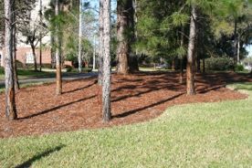 Figure 1. Pine needles can be easily raked into landscape beds.