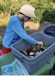 Figure 10. Single worm bin assembly. Step 2: Fill bin with greens for food source, bedding, starter compost, and worms; moisten with water.